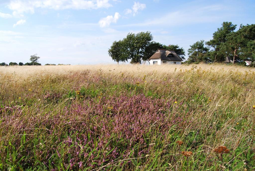 Ferienwohnung Hiddensee In Vitte Eksteriør billede